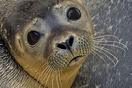 Seal Snorkling in Hout Bay Schnorcheln mit Hunderten von verspielten Robben – dieses einmalige Erlebnis gibt es vor dem Fischerort in Hout Bay, rund 45 Minuten von Kapstadt entfernt. Tauchen Sie ein in den Atlantischen Ozean und vergnügen Sie sich ein paar Stunden lang mit den geselligen Meeresbewohnern.