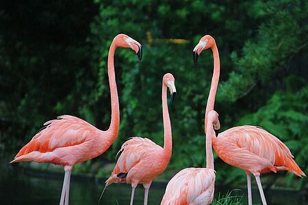 Pinke Flamingos in Celestun In der Flussmündung Ria Lagartos nahe der Stadt Valladolid sehen Sie Rosa, soweit das Auge reicht. Hier lebt nämlich das größte Flamingovolk Mexikos. Mehr als 40.000 Vögel tummeln sich im riesigen Naturschutzgebiet von 60.000 Hektar.
