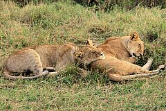 lions Mahali Mzuri