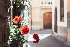 Spanien Mallorca Sant Francesc Hotel Singular Blumen