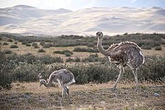 Wildlife Tierra Patagonia