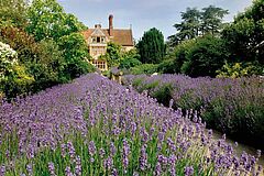 Oxford Belmond Le Manoir aux Quat'Saisons UK Lavendel Lavendel Oxford Belmond Le Manoir aux Quat'Saisons UK