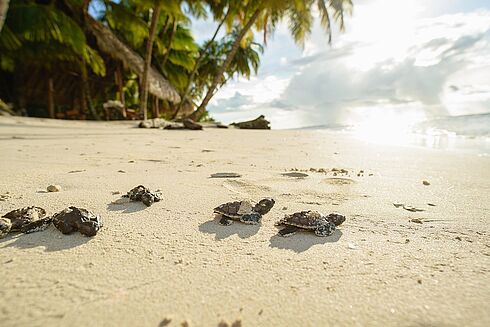 NiCaribbean -  Calala Island