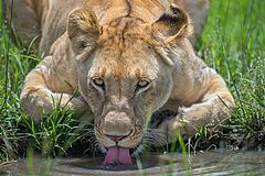 Angama Mara Löwe Löwe Angama Mara