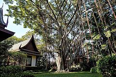 Chiva-Som Tree Tree Chiva-Som