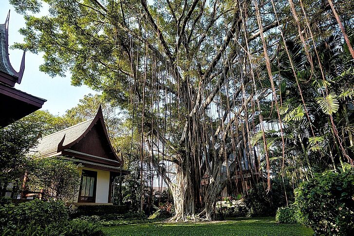 Chiva-Som Tree Tree Chiva-Som