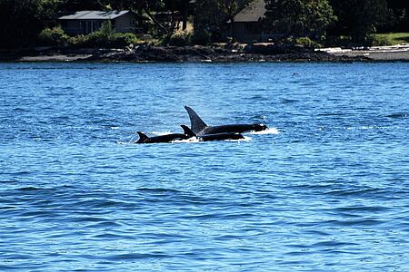 In Kalifornien hat Whale Watching eine lange Tradition und in den Gewässern von Santa Barbara können recht verlässlich Blauwale, Grauwale und zahlreiche Delfin-Arten gesichtet werden. Gelegentlich auch Orcas. 