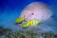 Thanda Island Villa Unterwasserwelt Unterwasserwelt Thanda Island Villa