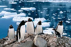 Pinguine Silver Explorer Silver Explorer Pinguine