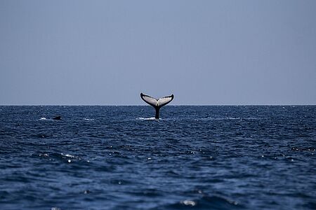 Whale-Watching im Privatflugzeug Erleben Sie die Riesen der Meere während eines einstündigen Flugs im Privatflugzeug über Kaikoura. Entdecken Sie dabei den Peninsula Walkway und sein schönes Drumherum: grüne Hügel, schroffe Steilküsten, helle Sandstrände und den saphirblauen Pazifik sowie Pelzrobben, riesige Albatrosse, Seebären und Seeleoparden bis hin zu Walen und Delfinen weiter draußen.