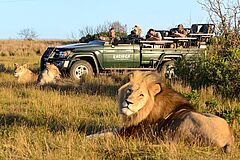 Kariega Settlers Drift Löwen Löwen Kariega Settlers Drift