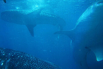 Tauchen in Australien und Belize Australien und Belize Tauchen