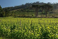 LEEU Estates Vineyard Vineyard LEEU Estates