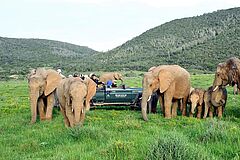 Kariega Settlers Drift Elefanten Elefanten Kariega Settlers Drift