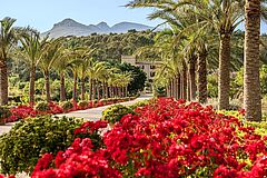 Spanien Mallorca Castell Son Claret Blumen Blumen Spanien Mallorca Castell Son Claret