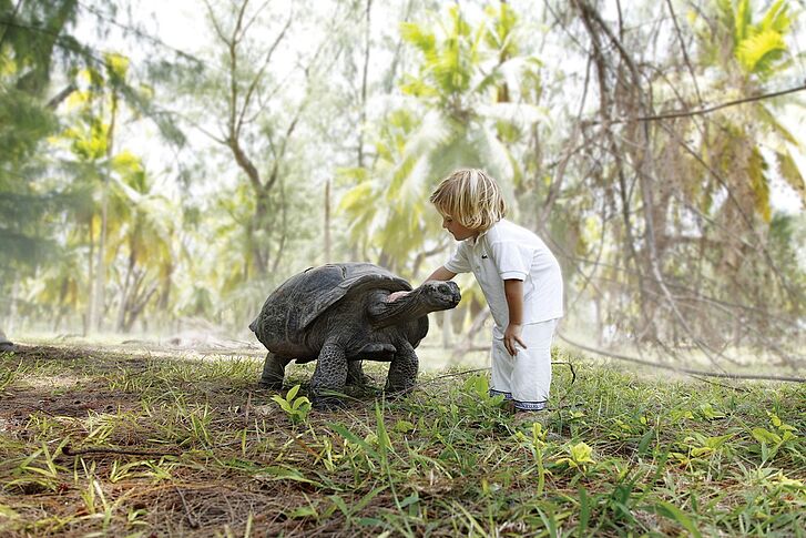 Four Seasons Resort Seychelles at Desroches Island Turtle Boy Turtle Boy Four Seasons Resort Seychelles at Desroches Island
