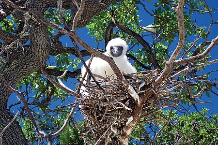 Die Privatinsel Tetiaroa ist ein einzigartiger Rückzugsort für luxusverwöhnte Menschen. Auch viele Vogelarten genießen das Idyll im Herzen Französisch Polynesiens. Die Ruhe, die Natur, die Abgeschiedenheit. Entdecken Sie gemeinsam mit einem Experten der Tetiaroa Society’s Foundation die Welt der Tölpel, Seeschwalben und vieler weiterer Vögel.