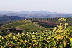 Weinberge Toskana Rosewood Castiglion del Bosco Italien Toskana Rosewood Castiglion del Bosco Italien Weinberge