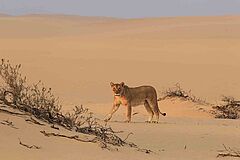 Hoanib Skeleton Coast Löwe Löwe Hoanib Skeleton Coast
