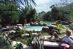 Pool Four Seasons Tented Camp Golden Triangle