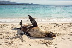 MV Theory Sealion Sealion MV Theory