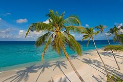 Milaidhoo Island Maldives Palme Palme Milaidhoo Island Maldives
