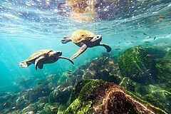 MV Theory Turtles Turtles MV Theory