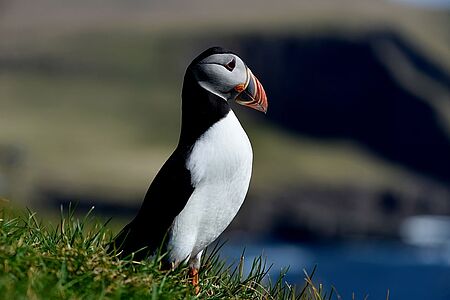 Welcome to the Show: private Puffin Tour Die Engländer nennen ihn „Puffin“, die Einheimischen „Lundi“ und auch die Italiener haben einen originellen Namen für Islands putzigsten Bewohner: „Pulcinella di mare“ – auf Deutsch etwa: „Hanswurst der Meere“. Beobachten Sie das lustige Treiben der Meeresvögel mit den bunten Schnäbeln aus nächster Nähe. Ein privates RIB Boot bringt Sie zu den Hotspots.