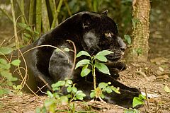 Ka'ana Resort Belize Zoo Panther Belize Zoo Panther Ka'ana Resort