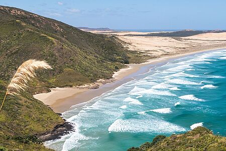 Privater Helikopterflug nach Cape Reinga mit Weinverkostung Am Cape Reinga erwartet Sie der vermutlich 800 Jahre alte Pohutukawa-Baum. Laut Maori-Legenden starten von ihm aus die Seelen der Verstorbenen auf ihre letzte Reise zum Heimatland ihrer Ahnen. Erklimmen Sie hier auch den Leuchtturm, der Ihnen Panoramablicke auf den Pazifischen Ozean und die Tasmansee schenkt.