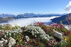 Österreich Hinterglemm Wiesergut Naturblumen Naturblumen Österreich Hinterglemm Wiesergut