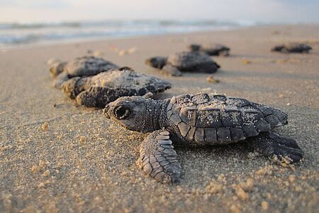 Schildkröten beobachten im Ningaloo Reef Erleben Sie die Eiablage der grünen Meeresschildkröten- und Karettschildkrötenweibchen und/oder den Spurt der frisch geschlüpften Babys Richtung Wasser. Bei den geführten nächtlichen Touren im Schein der Taschenlampen sind Sie ganz nah dran, jedoch ohne die Tiere zu stören.