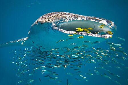 Mit Walhaien im Ningaloo Reef Alljährlich zwischen März und Juli findet sich im einzigartigen Unterwasserparadies am Ningaloo Reef die weltweit größte Population von Walhaien ein. Wer diesen faszinierenden Meeresriesen beim Schnorcheln hautnah begegnen möchte, kann im Sal Salis eine Tagestour buchen und wird ein wunderschönes, unvergessliches Erlebnis mit nach Hause nehmen.