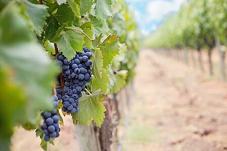 Kalifornien, da wächst doch auch Wein! Stimmt, und zwar richtig gute Tropfen. Auf dieser Tour tauchen Sie tief in die Geschichte der kalifornischen Weinmacher ein und verkosten ein paar gute Weine. 
