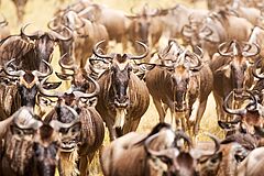 Angama Mara Tiere Tiere Angama Mara