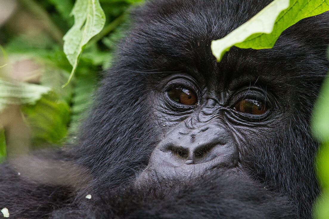 Ruanda Ruanda Gorilla