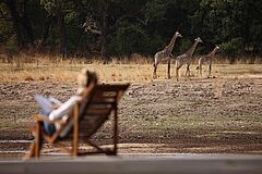 Chinzombo Lodge Giraffen Giraffen Chinzombo Lodge