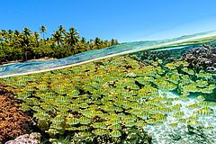 Le Taha´a Island Resort and Spa Tauchen Tauchen Le Taha´a Island Resort and Spa