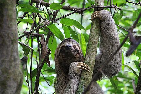 Nationalpark Manuel Antonio Erleben Sie eine Wanderung durch den kleinsten Nationalpark Costa Ricas und entdecken Sie neben Faultieren und Kapuzineraffen auch 350 verschiedene Pflanzenarten. Der Manuel-Antonio-Nationalpark beherbergt nahezu alle Reptilienarten der Pazifikküste Costa Ricas. So haben Sie die Möglichkeit, Schwarzleguane aus nächster Nähe zu beobachten oder beim Schnorcheln verschiedenste Fischarten zu betrachten.