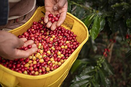 Private Kaffeetour mit einem von Kaffee inspiriertem Menü Erfahren Sie bei einer privaten Kaffeetour alles über Kaffee, vom Anbau über den Verarbeitungs- bis zum Röstprozess. Ein Kaffeeexperte der Finca Rosa Blanca wird Ihnen zeigen, auf was es beim Sortieren der Bohnen ankommt. Bei einer Degustation haben Sie die Möglichkeit, Ihre persönliche Lieblingsbohne zu entdecken und anschließend ein von Kaffee inspiriertes Menü mit herrlichem Blick über das Kaffeetal zu genießen.