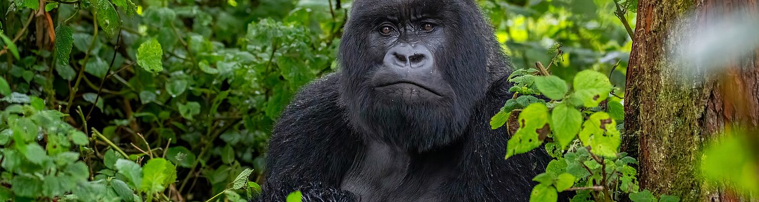 Rundreise Ruanda - Gorillas im Nebel Rundreise Ruanda - Gorillas im Nebel