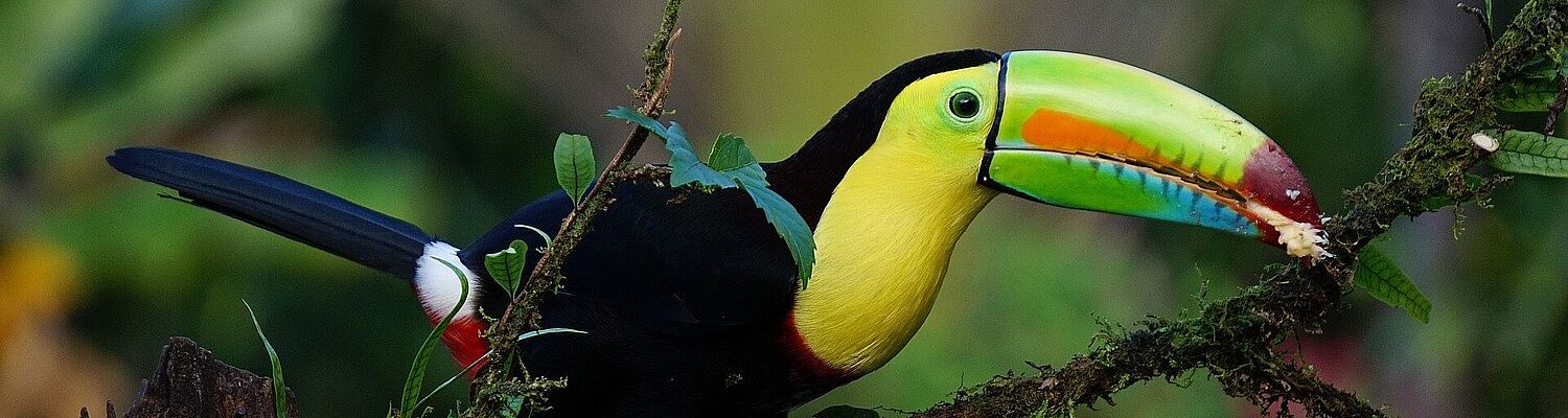 Costa Rica -  Luxus pur zwischen Dschungel und Meer