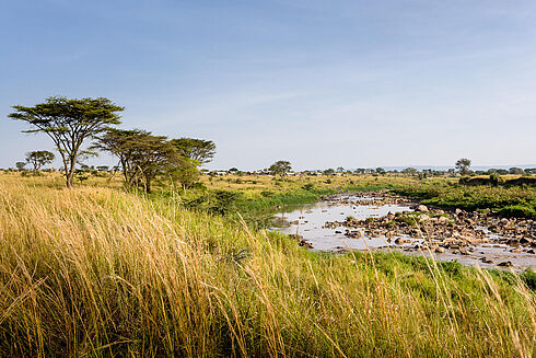Serengeti -  Singita Mara River Tented Camp
