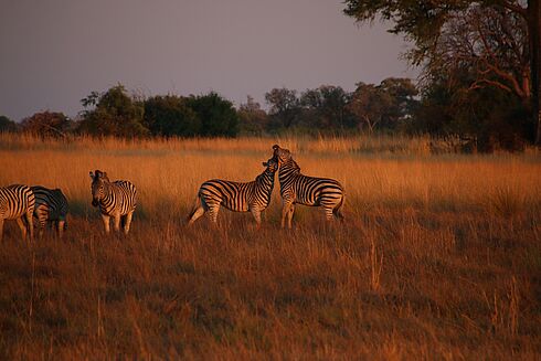 Botswana   
