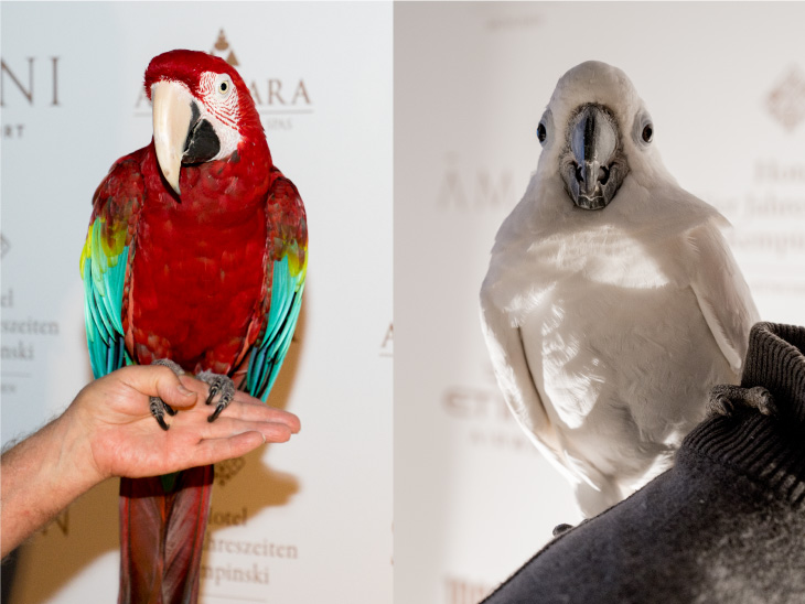 Vögel