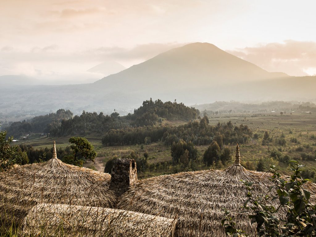 Berggorillas in Ruanda Connection to Paradise