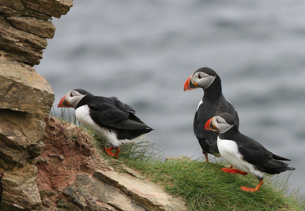 Private Puffintour