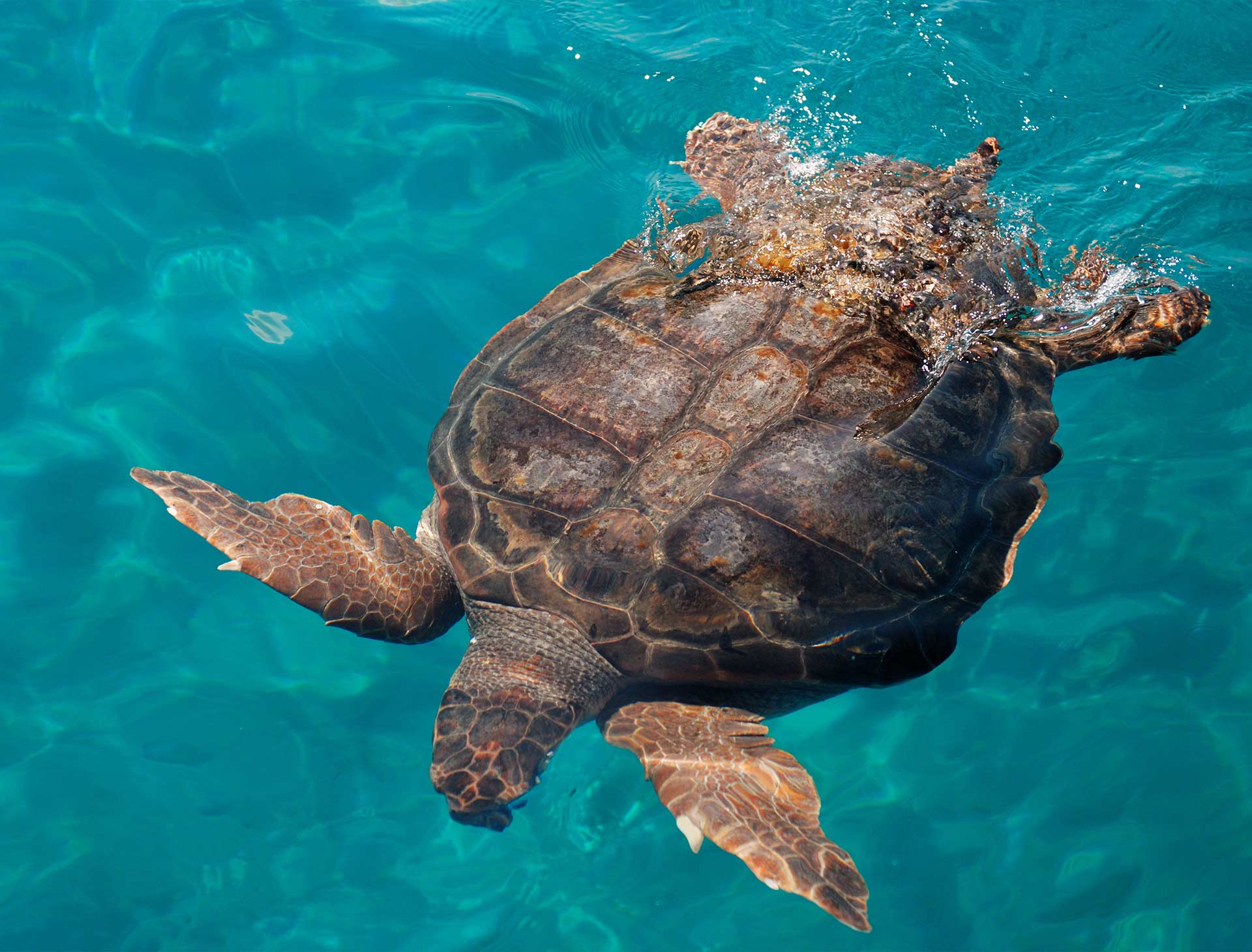 Caretta Schildkröte im Meer