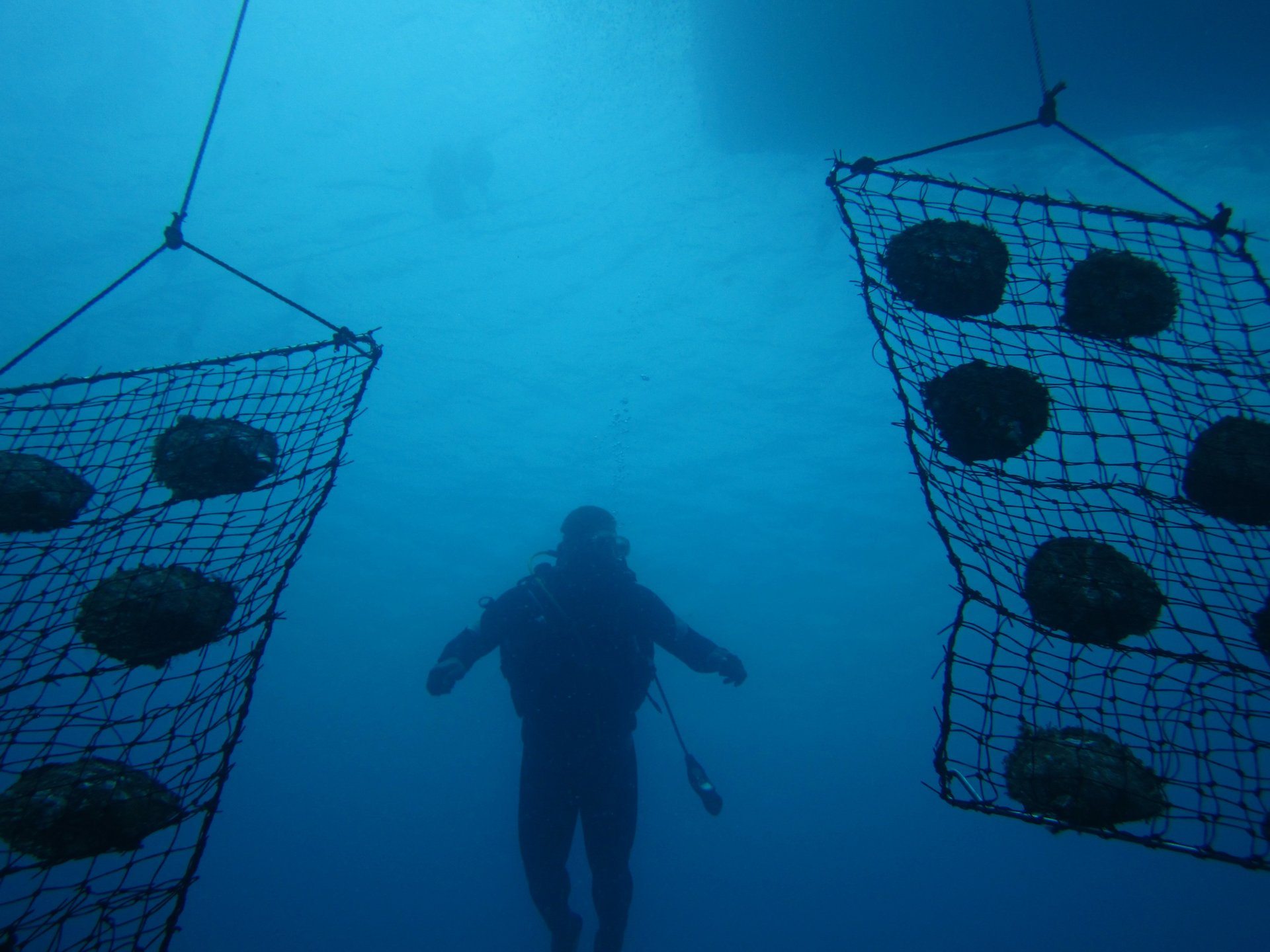 JH Diver inspecting seeded oysters on panel net lines, Savusavu Bay