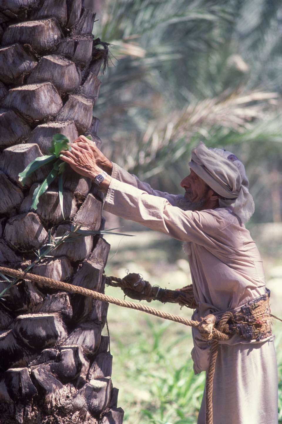 Omani bei der Dattelernte © Ministry of Heritage & Tourism Sultanate of Oman